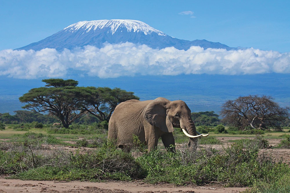 Safaris in Kenya