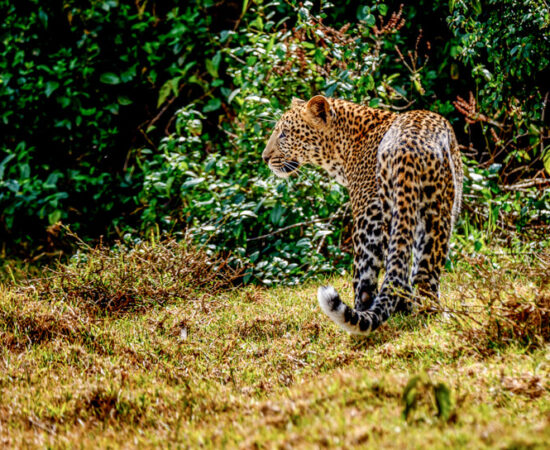 aberdare ranges in kenya