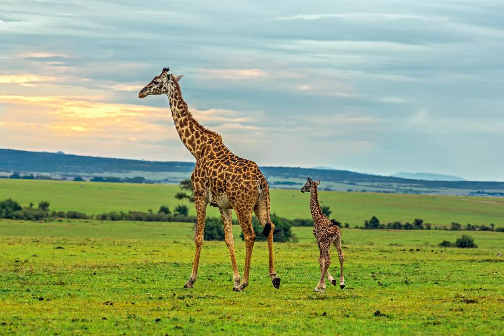 Nairobi national park